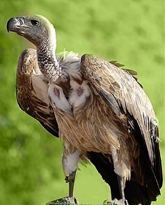 Observación de Aves