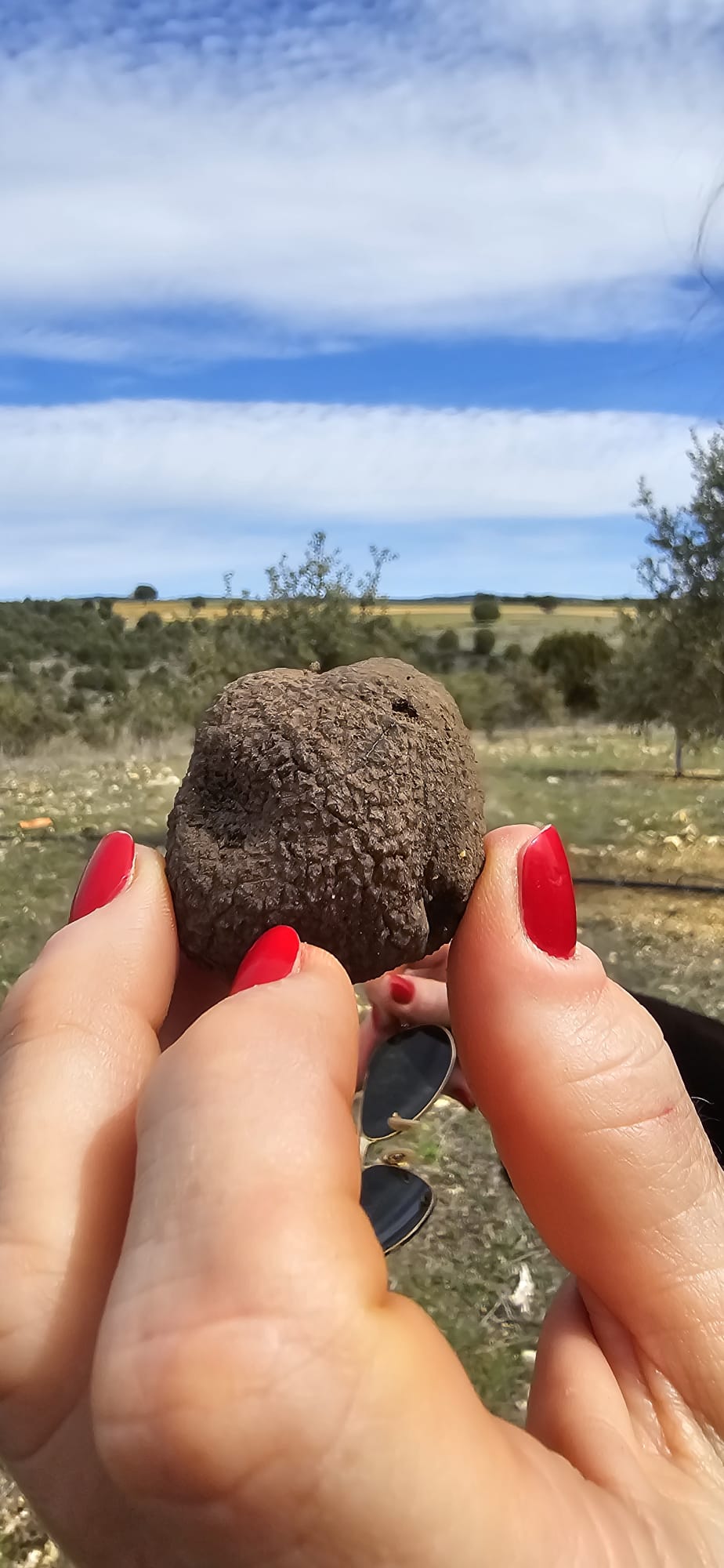 Búsqueda de Trufas